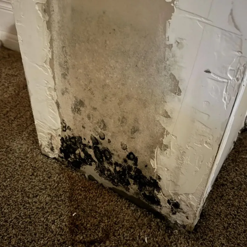 Professional Mold Removal in Youngsville, NC